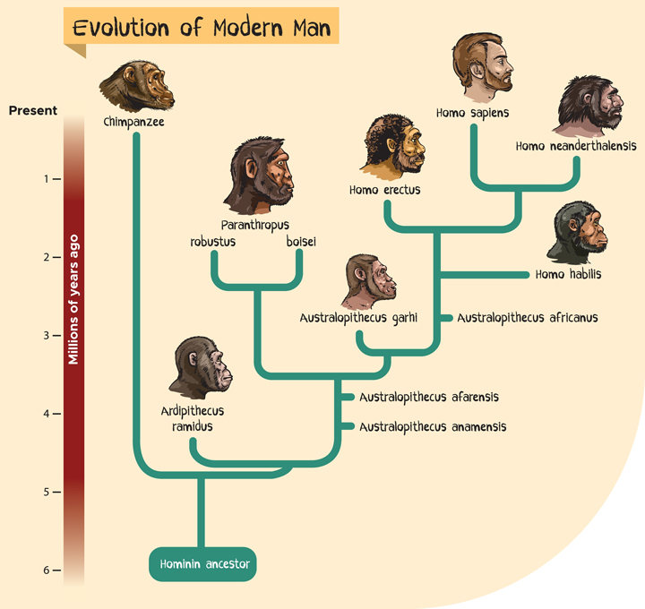 Was Sind Hominini Steckbrief Arten Und Merkmale Was Sind Hominini Steckbrief Arten Und Merkmale