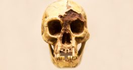 steinzeit homo floresiensis asien indonesien
