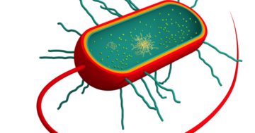unterschied bakterien archaeen eukaryonten