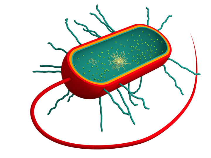 Unterschiede zwischen Bakterien, Archaeen und Eukaryoten