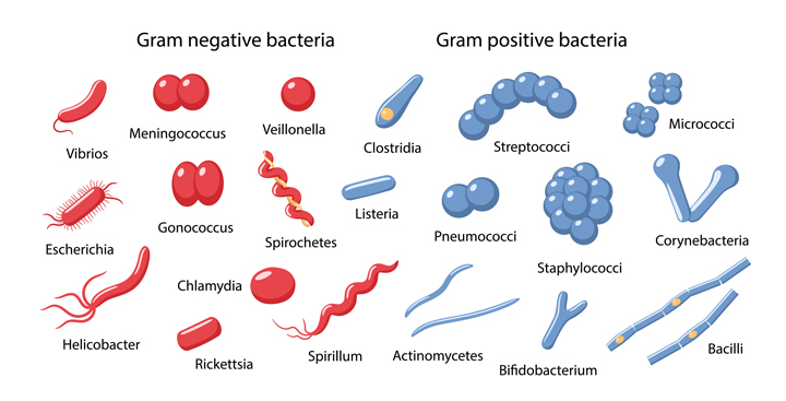 unterschied grampositive gramnegative bakterien