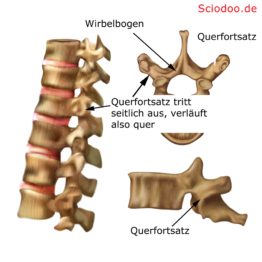Die 15 Bestandteile der Wirbelsäule: Funktionen & Besonderheiten