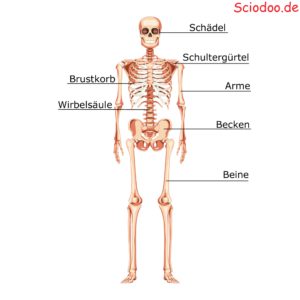 aufbau skelett des menschen