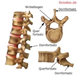 wirbels-ule-23-fragen-und-antworten-zu-aufbau-funktion-besonderheiten