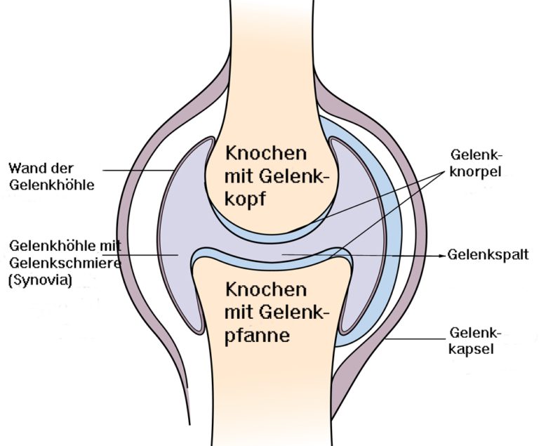 Die 15 Bestandteile des Bewegungsapparates im Überblick