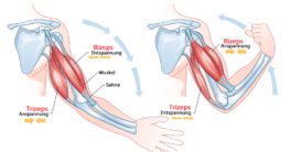 muskelanspannung muskelentspannung