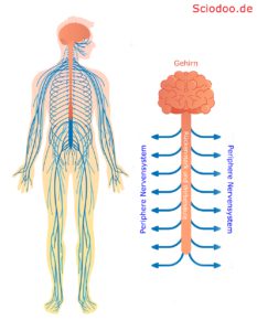 periphere nervensystem