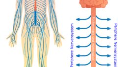 periphere nervensystem