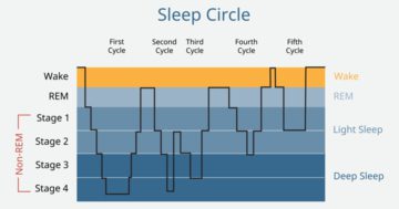 schlafphasen schlafzyklus