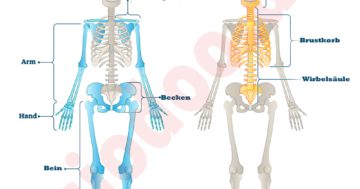 skelettsysteme achsenskelett axial Appendikularskelett