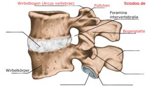 wirbel-anatomie-wirbelbogen-(Arcus-vertebrae)-Füßchen-(Pediculus-arcus-vertebrae)-Wirbelbogenplatte-(Lamina-arcus-vertebrae)