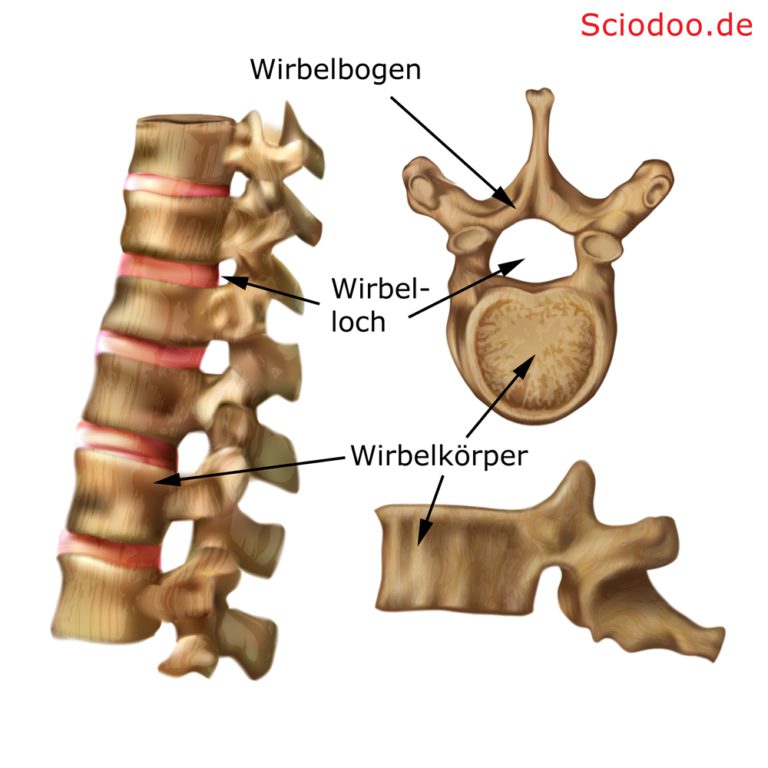 16 Daten Und Fakten Zum Atlaswirbel: Anatomie & Verschiebung