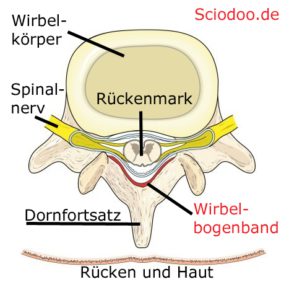 wirbelbogenband-anatomie-wirbelsäule-wirbel