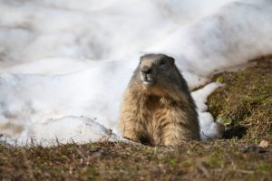 Alpenmurmeltier-(Marmota-marmota)-nach-Winterschlaf