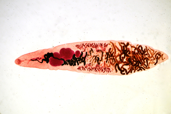 Kleiner Leberegel (Dicrocoelium dendriticum)