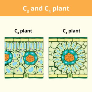 blattstruktur-von-c3-und-c4-pflanzen