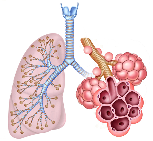 bronchialsystem der lungen