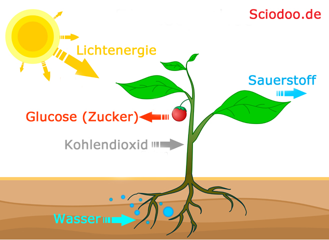 lichtreaktion der photosynthese bei pflanzen
