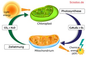 photosynthese zellatmung atp