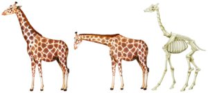wie viele halswirbel hat eine giraffe