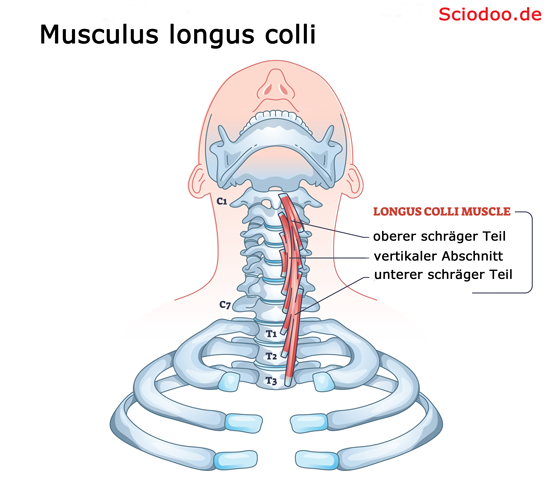 Musculus longus colli
