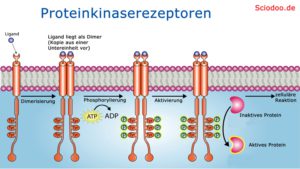 Proteinkinaserezeptoren