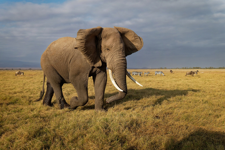 afrikanischer elefant Loxodonta africana größter vertreter der elefanten