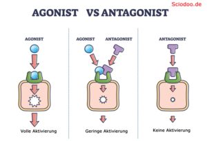antagonist agonist rezeptorzelle