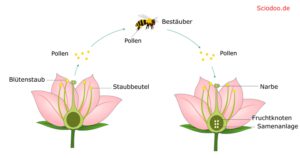bestäubung blüte insekten