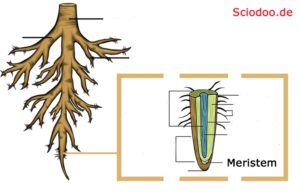 bildungsgewebe meristem wurzel pflanze