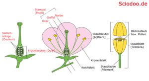 blüte aufbau fruchtblatt fruchtknoten ovar samenanlage ovulum griffel stylus narbe stigma stempel pistill