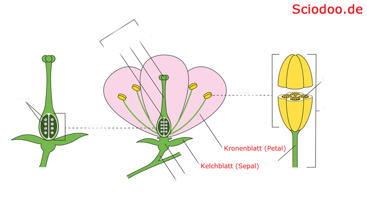 blüte aufbau kronenblatt kelchblatt tepale petale