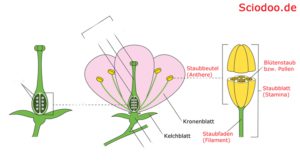 blüte aufbau staubblatt stamina staubbeutel anthere staubfaden filament blütenstaub pollen