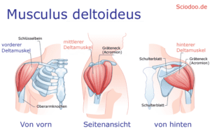 Musculus deltoideus