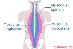 Der Musculus erector spinae (Rückenstrecker) und dessen drei Abschnitte: Musculus iliocostalis, Musculus longissimus und Musculus spinali