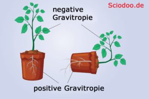 gravitropie wurzeln pflanzen