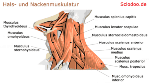 halsmuskulatur nackenmuskeln