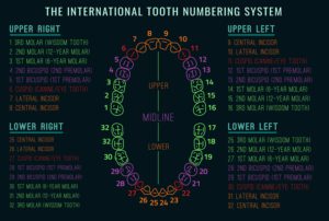 internationale numerierung von zähnen