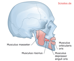 kaumuskeln musculus masseter