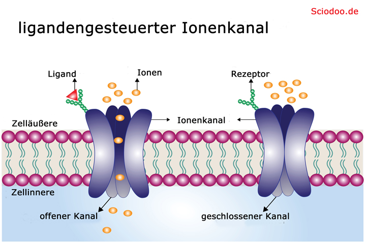 ligandengesteuerter ionenkanal