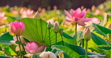 lotusblüte (Nelumbo nucifera) bedeutung spiritualität