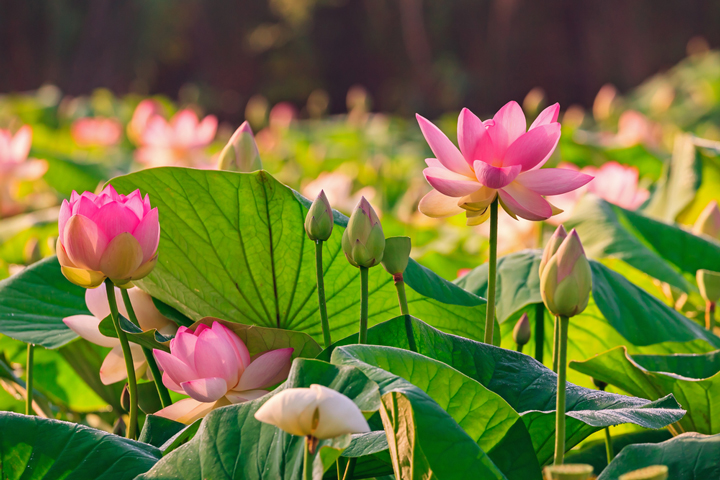 lotusblüte (Nelumbo nucifera) bedeutung spiritualität