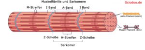 muskelfibrille-myofibrille-sarkomer-i-band-a-band-h-streifen-m-streifen