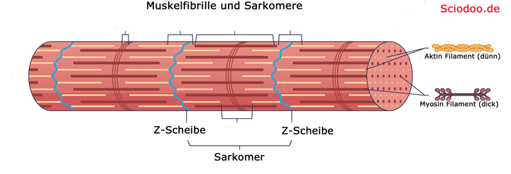 muskelfibrille myofibrille sarkomer