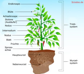 Organ (Biologie) 24 Fragen und Antworten zu Organen