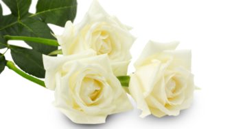 was bedeutet weiße rose bedeutung spiritualität symbol
