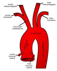 Bogen der Aorta, Aortenbogen (Arcus aortae)