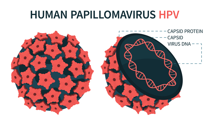 Humanes Papillomvirus HPV