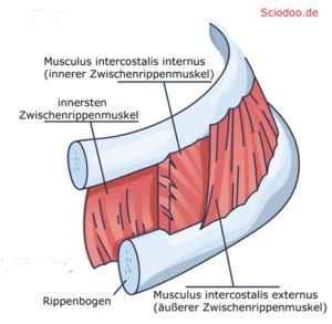 Interkostalmuskulatur (Musculi intercostales) bzw. Zwischenrippenmuskulatur
