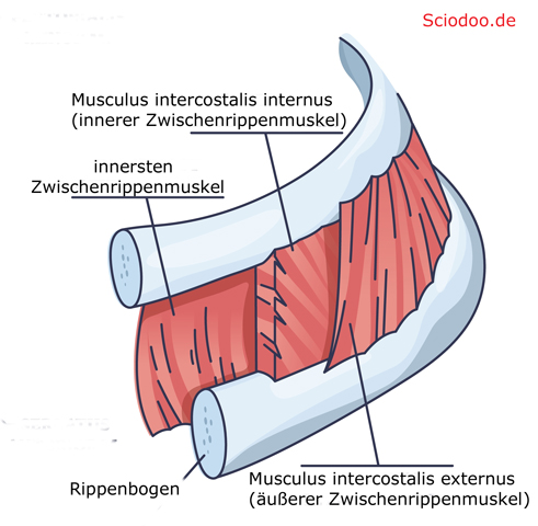 Interkostalmuskulatur (Musculi intercostales) bzw. Zwischenrippenmuskulatur